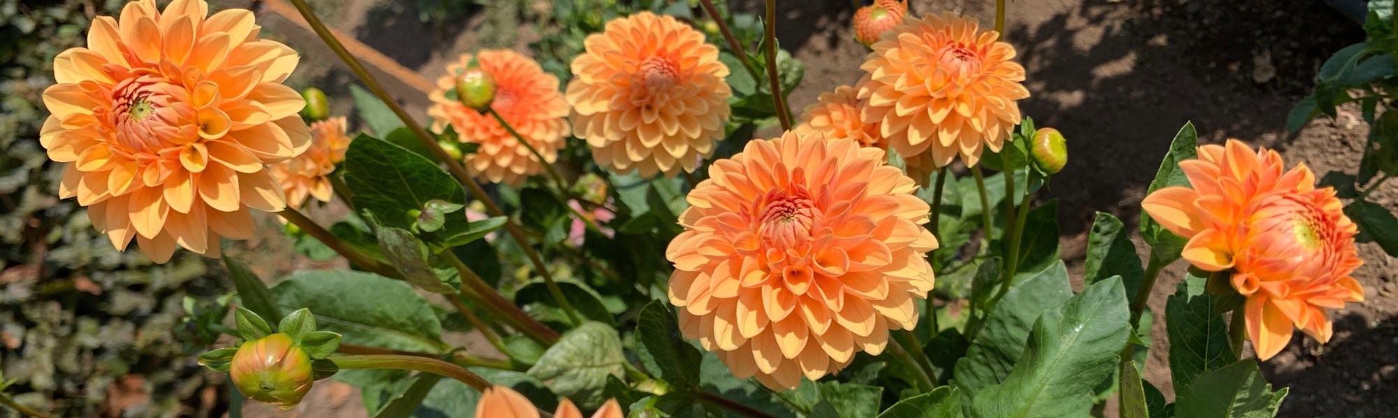 orange dahlias (flowers)