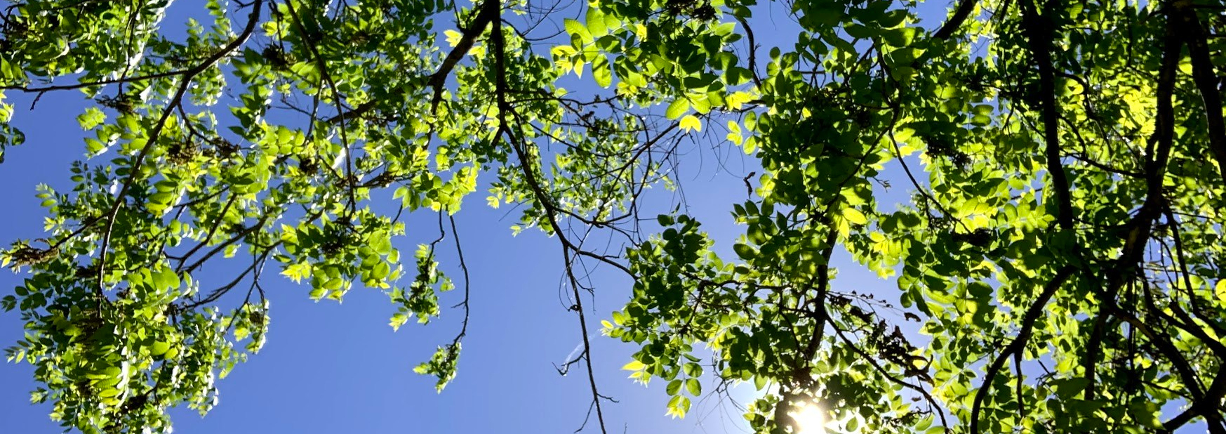 Image of green leaves on a tree with a sunny sky background